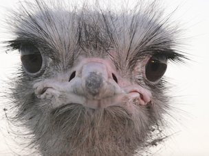 В глазах страуса отражается ранний зимний закат. Птица эта гораздо выше человека...