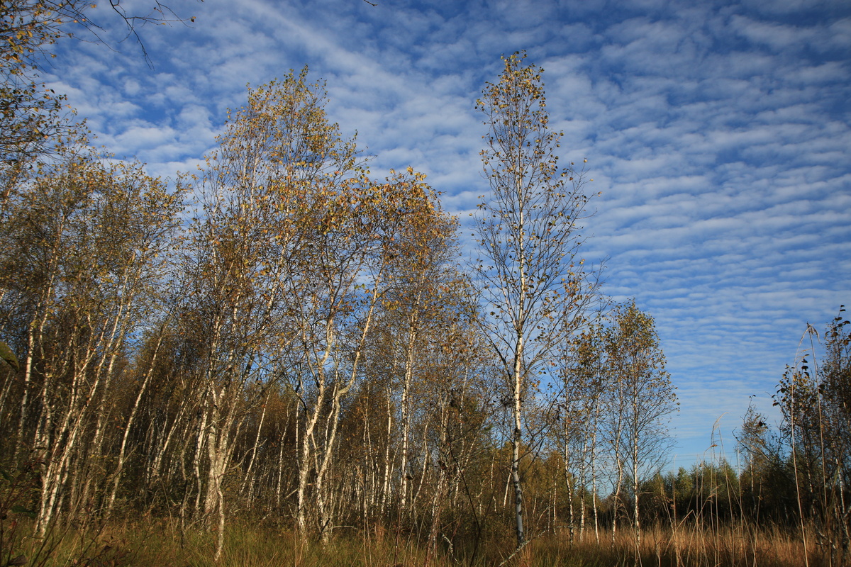 Съемка на природе: Canon EOS 70D - Prophotos.ru