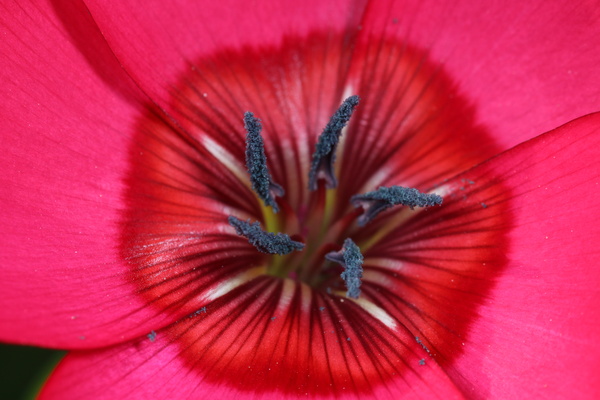 На фото — совсем маленький цветок. Если посмотреть увеличенный снимок, легко различимы отдельные шарики пыльцы