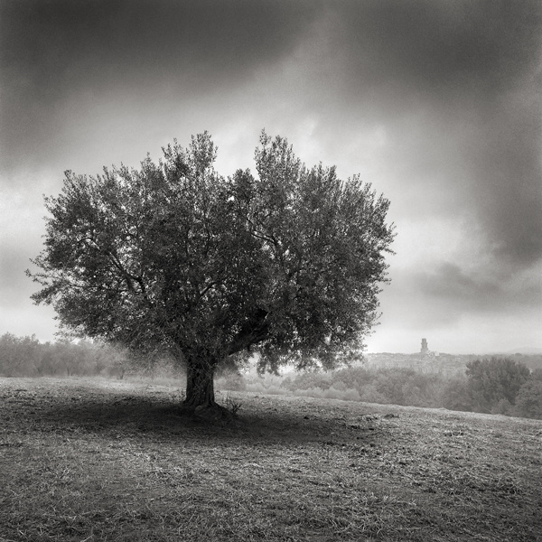 A Tree Not Far From Pitigliano. © Алексей Красников