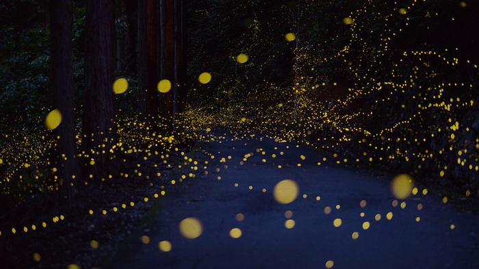 Светлячки в ночном лесу