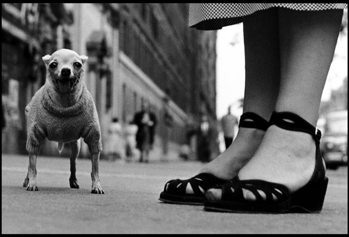 мир глазами собаки на снимке Элиотта Эрвитта