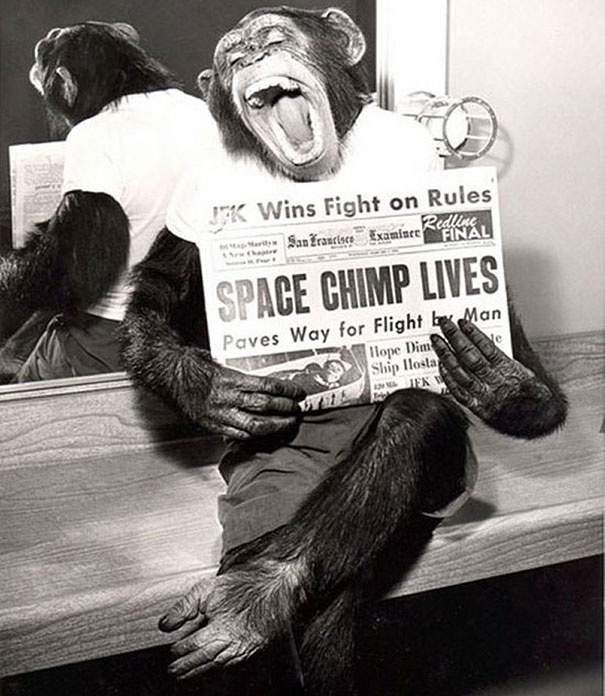 Шимпанзе-космонавт после удачного полета, 1961г.