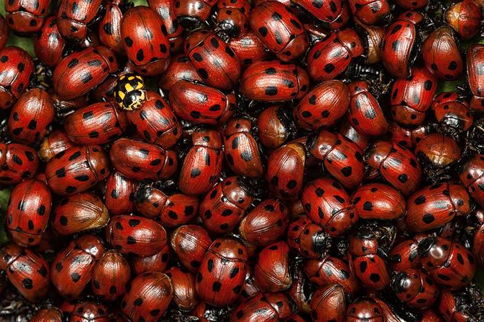 Ladybugs © Marko Zamurovic