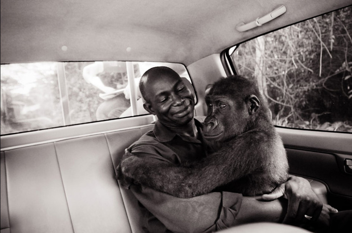 Усыновленный детеныш гориллы © Jo-Anne McArthur