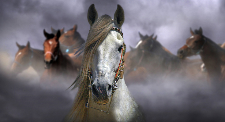 Horses © Kadir Civici