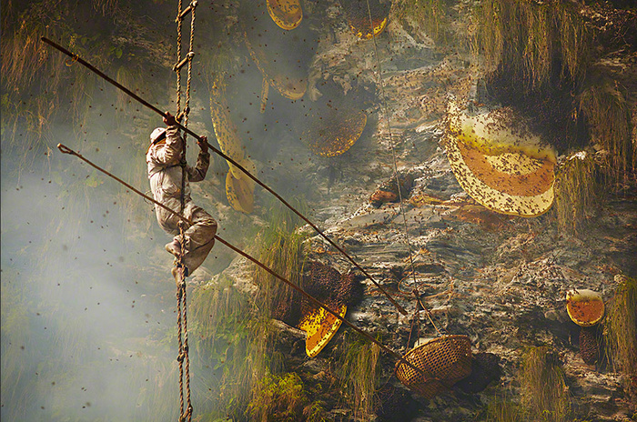 Собиратель меда в Непале © Andrew Newey