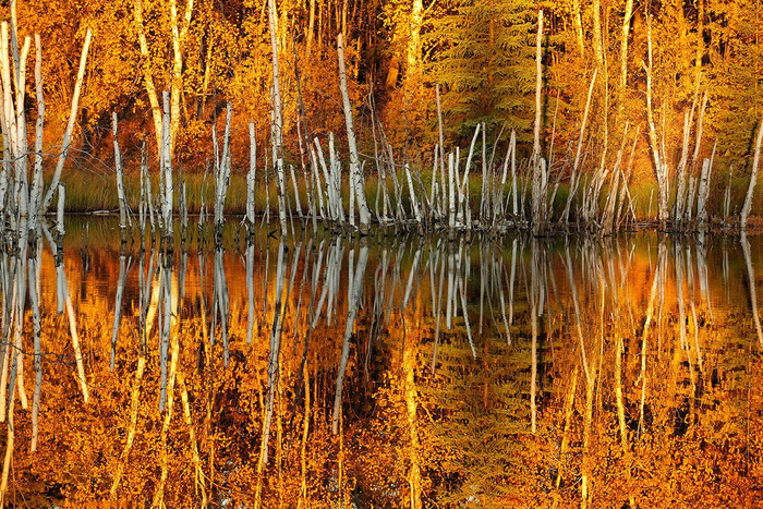 Fall colors © Victor Liu