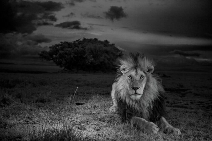 Серия снимков о проблеме истребления львов. © Michael Nichols. Nature and Wildlife. 2014 Sony World Photography Awards