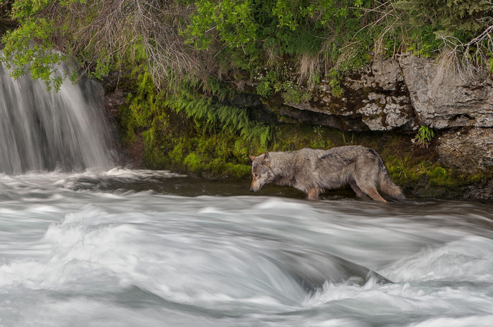 Salmon Fishing Wolf © Nick Kalathas 