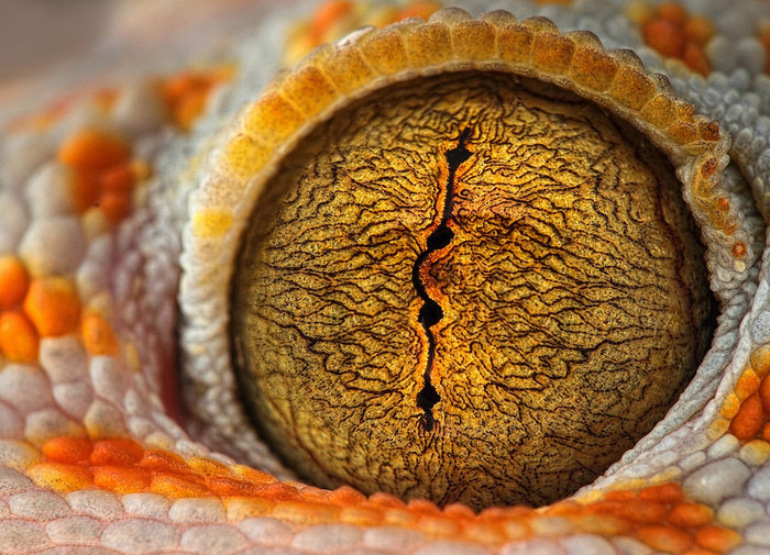 The Eye © Shikhei Goh