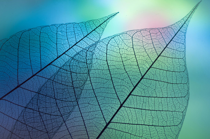 Colors leafs © Shihya Kowatari