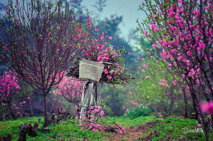 Spring Garden © Cao Anh Tuan