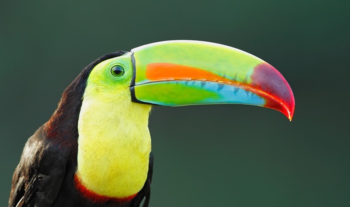 Keel-billed Toucan © Juan Carlos Vindas