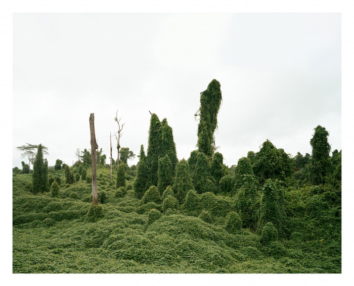 Olaf Otto Becker
Деревья-призраки после вырубки. Малайзия