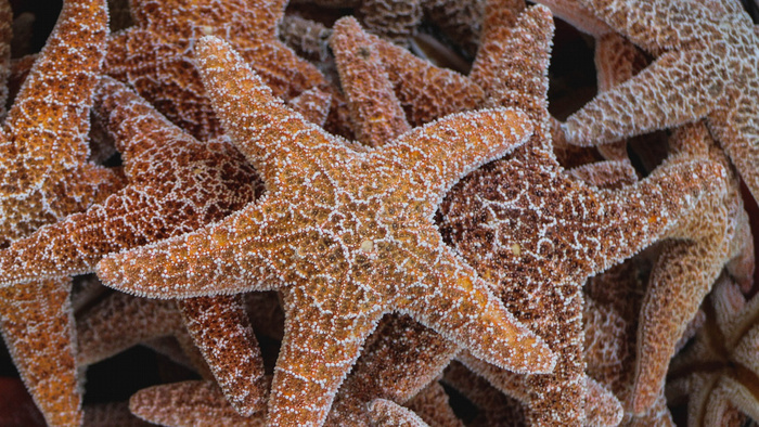 Orange starfish © Dwayne Badua