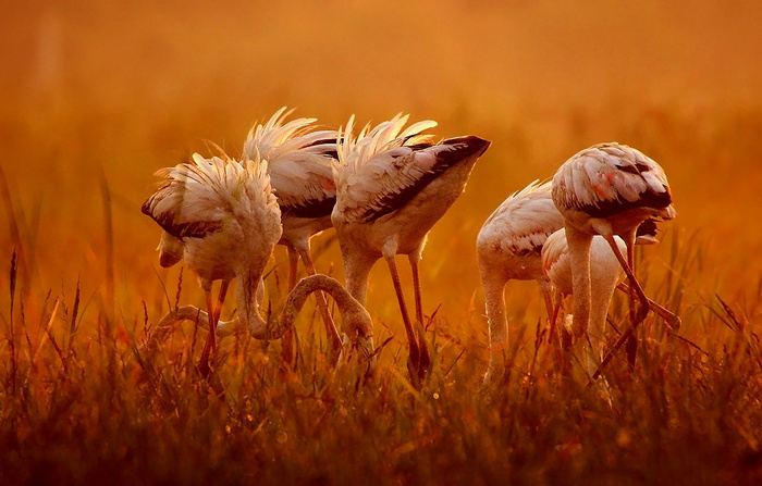 Greater Flamingo © Tejas Soni
