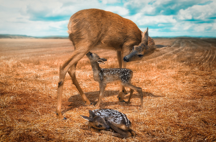 Yet another mother with fawns © John Wilhelm