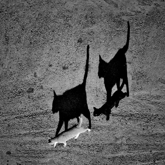 ©  black cat  white cat by sorin onisor