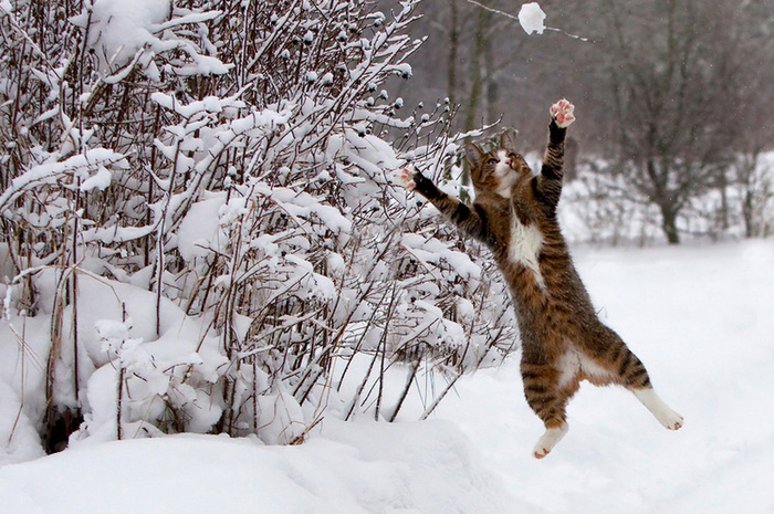 © Catch the snow by Vinni Bruhn