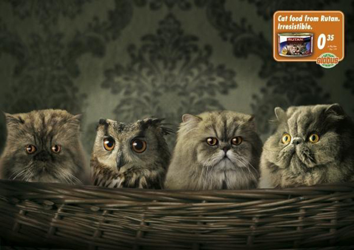 Рекламная фотография с участием котов