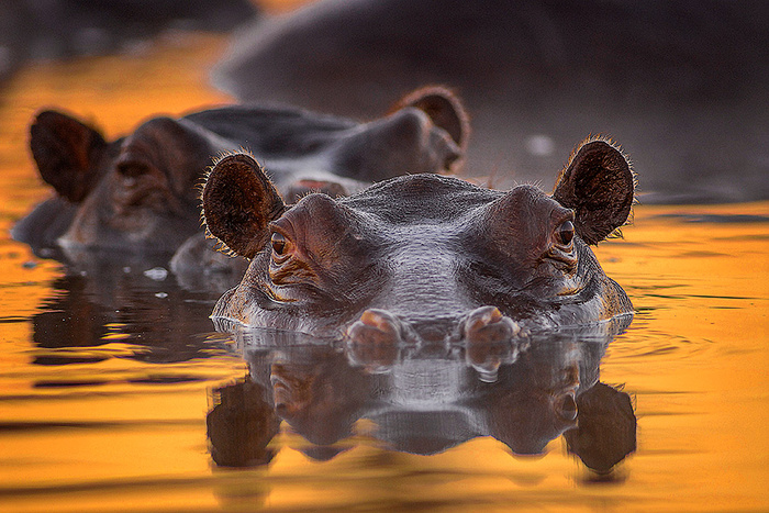 Восходящее солнце золотило уши бегемота © Сергей Иванов