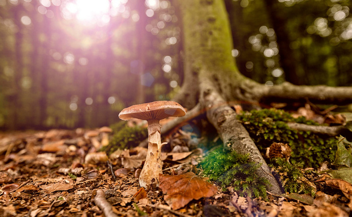 Nice side of fungus © Bertus Van De Vorstenbosch
