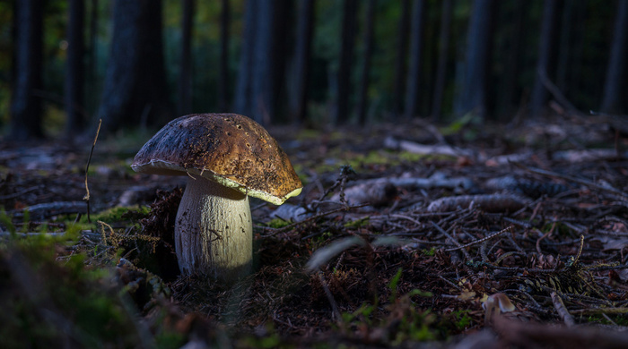 Mushroom and flashlight © Jirka Vlasák