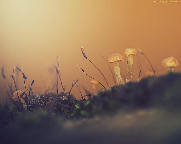 Mushroom landscape © Cliff Warthold