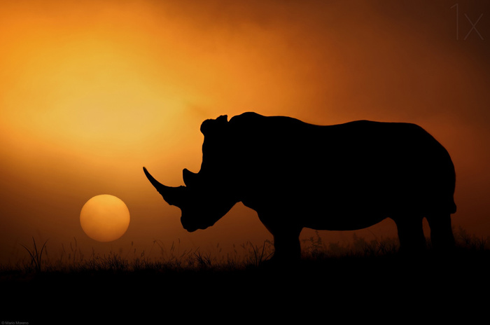 Rhino Sunrise © Mario Moreno