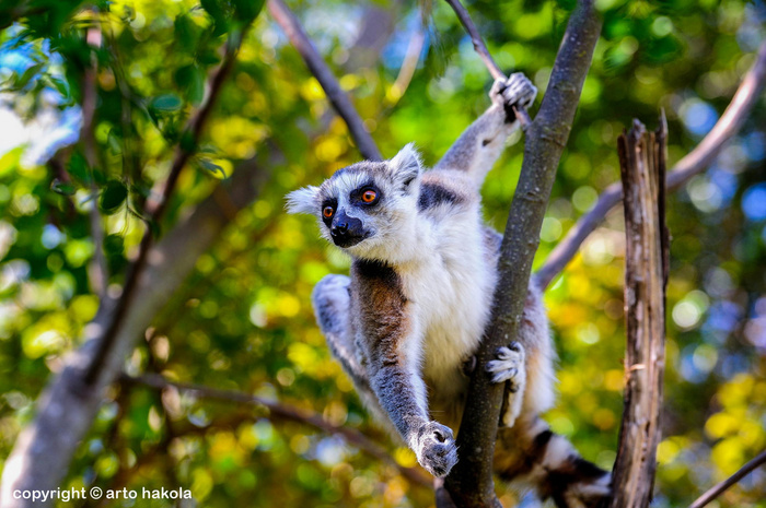 Ring tailed lemur  lemur catta  anja © Arto Hakola