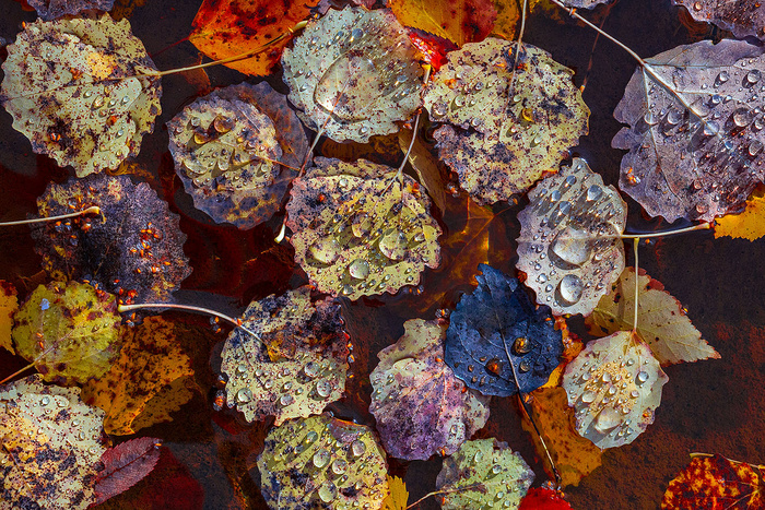 Осенняя распродажа драгоценностей © Константин Миронов