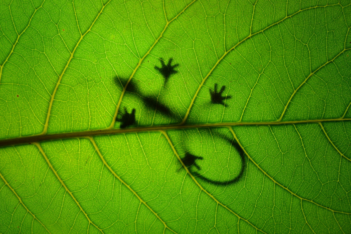 Sunbathing Gekko on Leaf © Leon Dafonte Fernandez