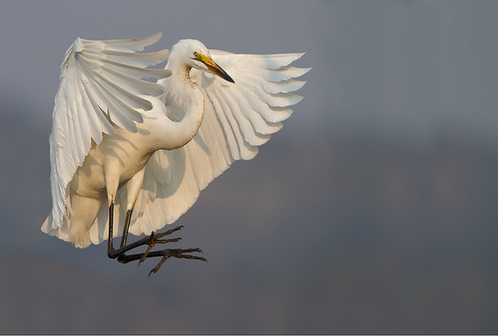 Egret Landing © Rudi van den Heever