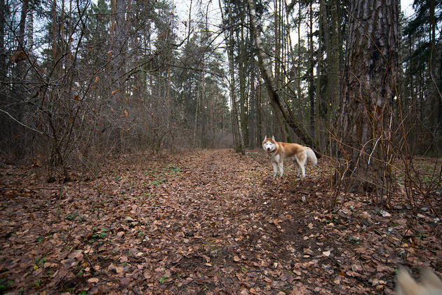 Собака  “потерялась” в кадре, среди пестроты деревьев. Стоило показать ее крупнее. 