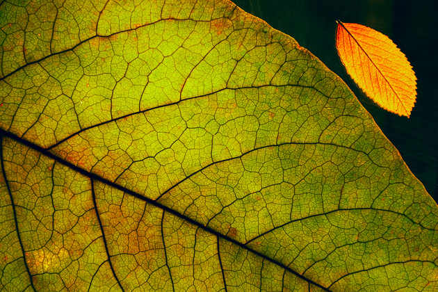 Фотографируем листья на просвет