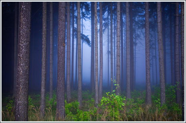 Глубины леса © Deni5