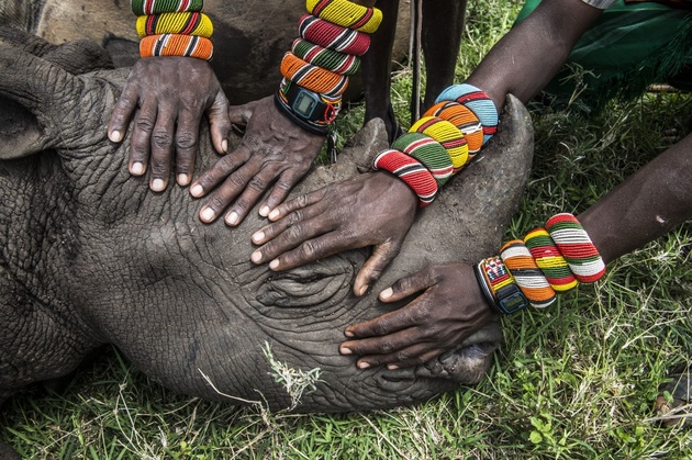 Эми Витали (Ami Vitale). США. Группа молодых воинов Самбуру первый раз в жизни увидела носорога. Большинство людей в Кении не получают возможность увидеть дикую природу, которая, в буквальном смысле, существует на их собственном заднем дворе.
