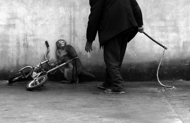 Йонгжи Чу (Yongzhi Chu). Китай. Цирковая обезьяна в цирке Сучжоу.