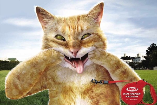 Кошки дразнят собак в рекламе очень прочных поводков Flexi