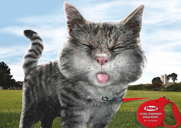 Кошки дразнят собак в рекламе очень прочных поводков Flexi