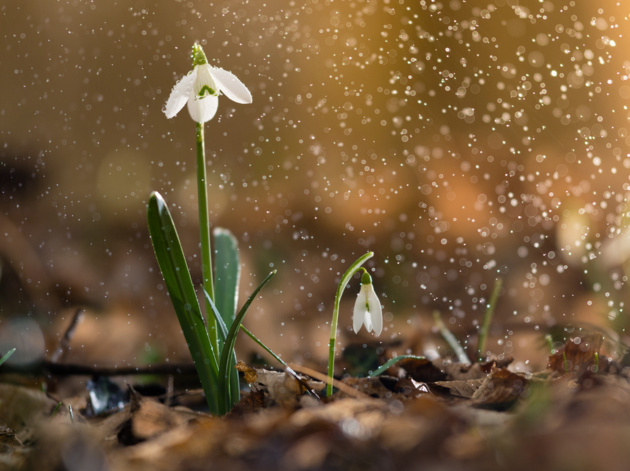 Sneeze of spring © Péter Hegedűs