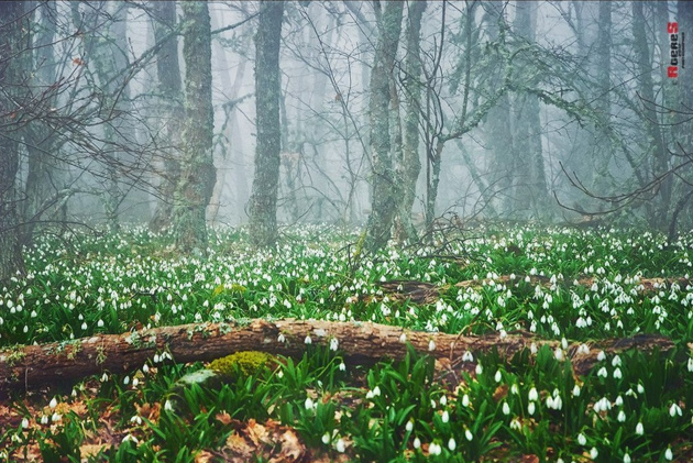 Рай в лесу из раздела пейзаж © AgereS (Sergey Radin)