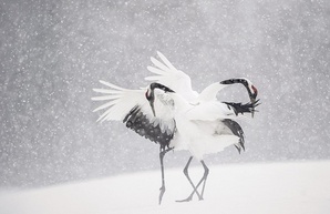 Винсент Мунье. Танцующие журавли под снегом