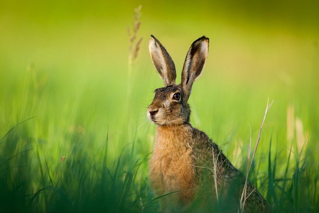 European hare © Wojciech Grzanka