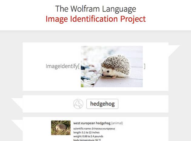 Вебсайт Wolfram Image Identify распознает, что изображено на снимках