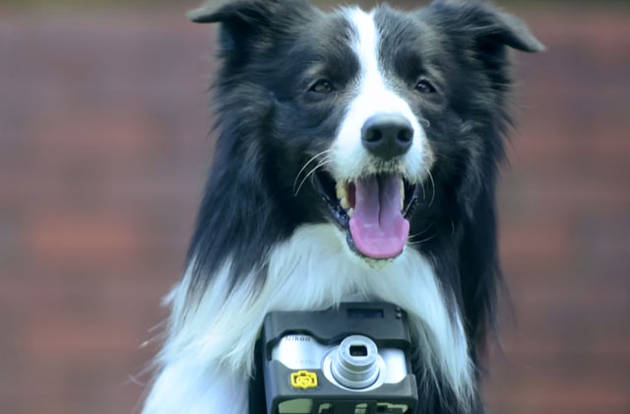 Крепление камеры Nikon на собаку - снимки от датчика пульса