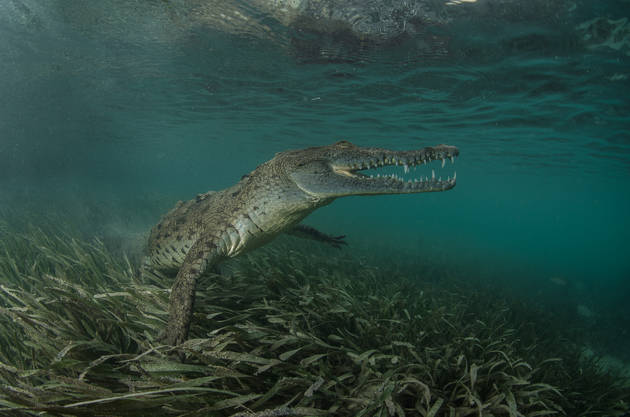 Крокодилья грация © Дмитрий Старостенков