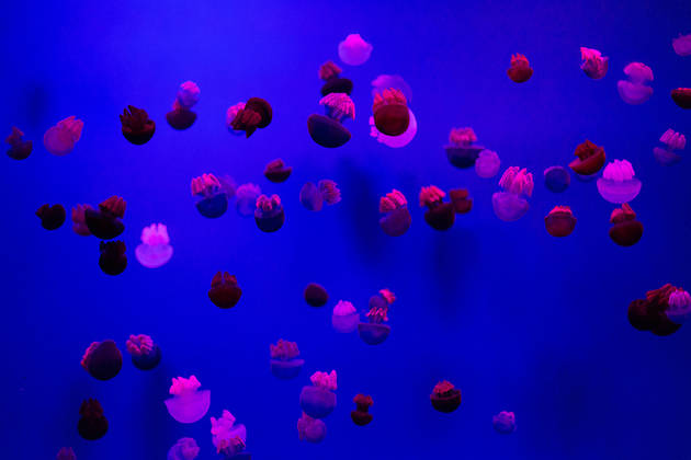 Обитатели подводного мира © Александр Ведерников