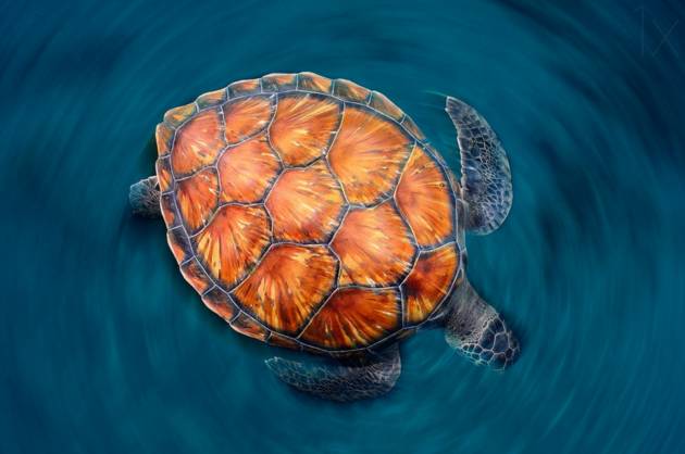 Spin turtle © Sergi Garcia